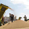 Article image for: Covid-19: Chandigarh changes wheat unloading point due to lockdown