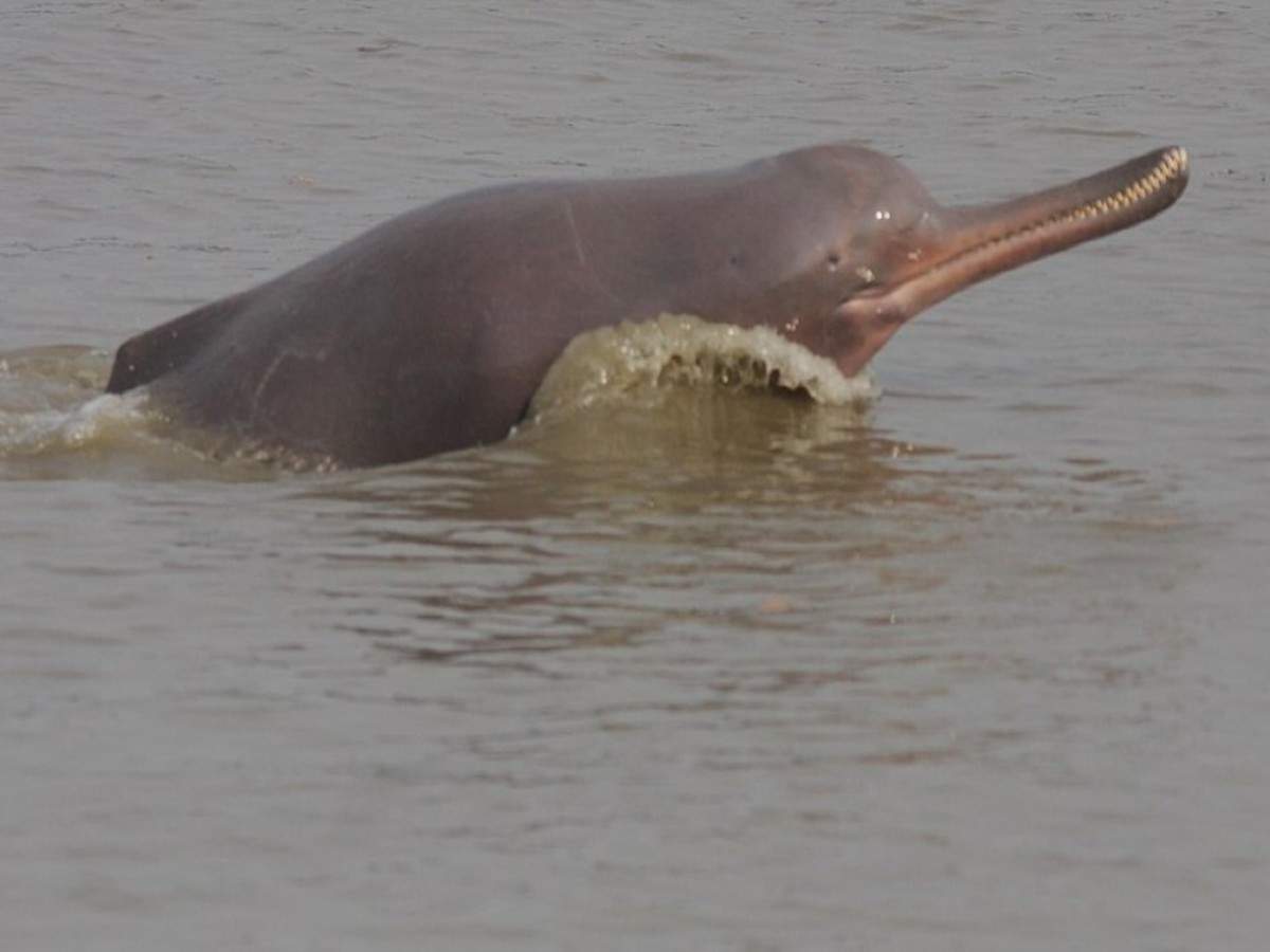 Lockdown effect: Gangetic dolphins spotted at Kolkata ghats after