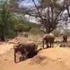 Article image for: Learn how to cross a riverbed from these playful elephants