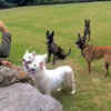 MS Dhoni and his dogs' army
