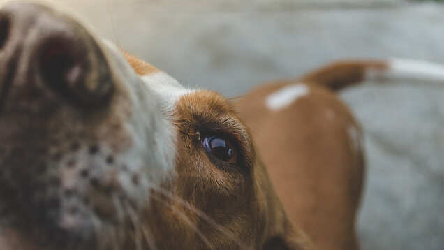 Can sniffer dogs help to detect COVID-19 positive patients? Might soon be a reality at airports