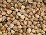 Hemp seeds