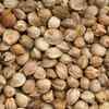 Hemp seeds
