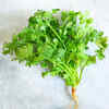Dhania (Coriander)
