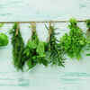 Herbs for immunity