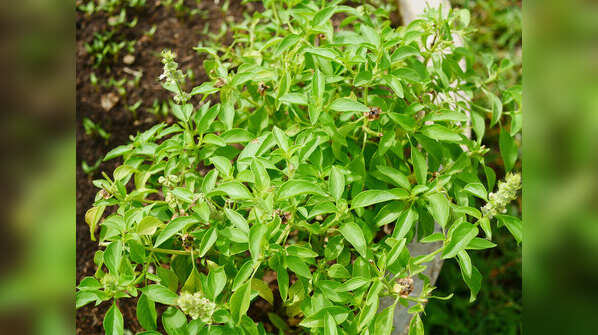 Tulsi (Holy Basil)