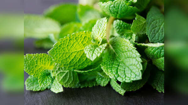 Pudina (Mint)