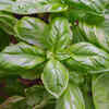 Sweet Basil