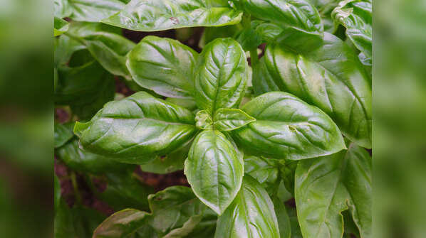 Sweet Basil