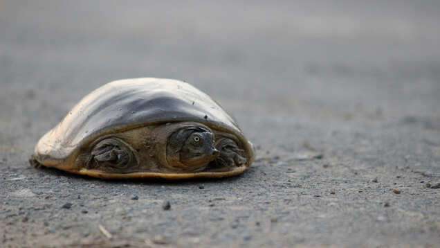 Sea turtles have a gala time as humans stay under lockdown
