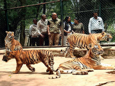 From zoo to zero: Bannerghatta Biological Park seeks funds for inmates