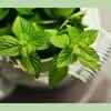 Mint Leaves