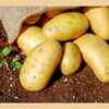 Grated potatoes