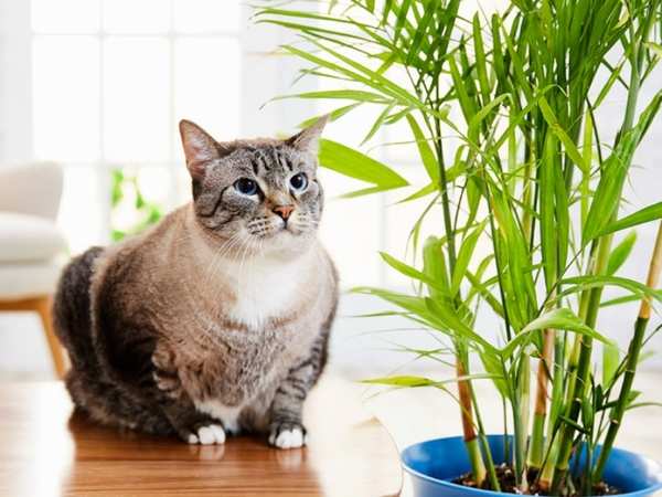 Bamboo palm and cats hotsell