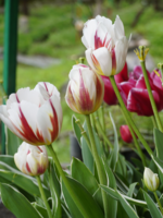 Tulips from Uttarakhand