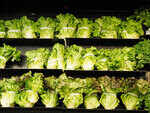 Cleaning leafy greens