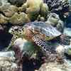 Article image for: Check out our latest images of <i class="tbold">turtles</i>