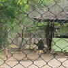 Article image for: Maharajbagh Zoo <i class="tbold">inmates</i> are summer ready