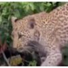 Article image for: David vs Goliath: How this <i class="tbold">frog</i> stood up to a leopard