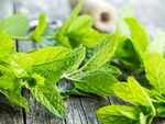 Mint leaves