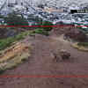 Article image for: Watch: Coyotes serenade <i class="tbold">san francisco</i> with their howls