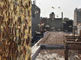 Scary pictures of Locust Swarms, which is about to attack Delhi and UP 