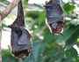 In Uttar Pradesh, 52 bats drop dead in 60 minutes