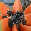 ​Good: Papaya