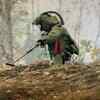 Article image for: Jammu and Kashmir: <i class="tbold">armed forces</i> dispose of IED found in car in Pulwama