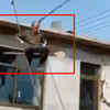 Article image for: Ladder <i class="tbold">jugaad</i>: Can you slide down from a terrace like this