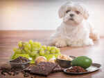 Toxic foods to not feed a dog