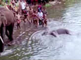 Pregnant elephant dies after eating pineapple filled with crackers