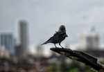 Rains continue in Mumbai