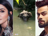 Kerala elephant tragedy: Celebrities demand strict action against animal cruelty 