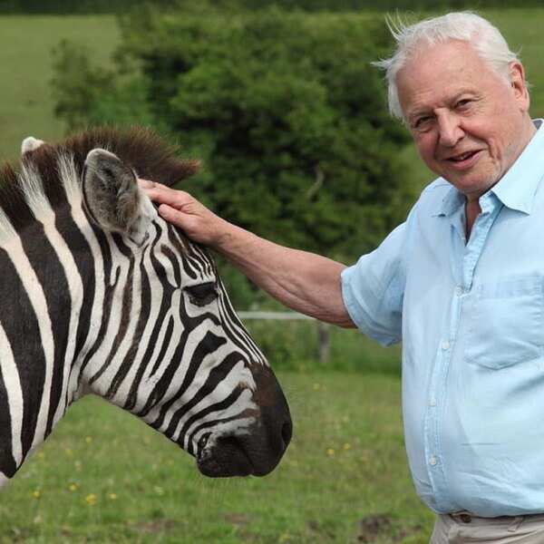 David Attenborough Stills