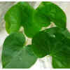 Benefits of Giloy