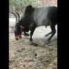 Article image for: Tamil Nadu: Drunk men stone jallikattu bull to death in <i class="tbold">krishnagiri</i>