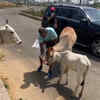 Article image for: Cricketer <i class="tbold">shikhar dhawan</i> feeds stray cows, shares video on social media