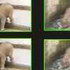 Article image for: This joyful baby elephant taking bath will blow your mind