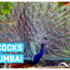 Article image for: Watch: Peacocks dance at Mumbai’s <i class="tbold">raj bhavan</i> Road