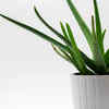 aloe vera skin benefits