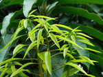 ​Mango leaves and health benefits