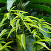 ​Mango leaves and health benefits