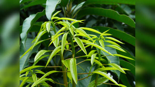 Mango leaves and health benefits