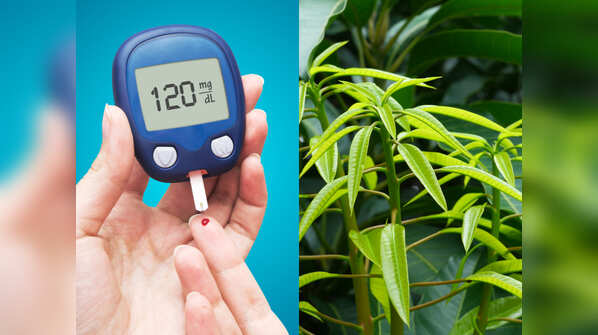 Mango leaves are very nutritious