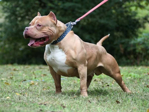Pitbull Pictures
