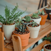 Did you ever think about the placement of plants?