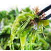 ​Thyroid Regulation