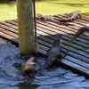 Article image for: When mother bird took on a bunch of baby <i class="tbold">crocs</i>