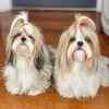 Article image for: See the latest photos of <i class="tbold">shih tzu</i>